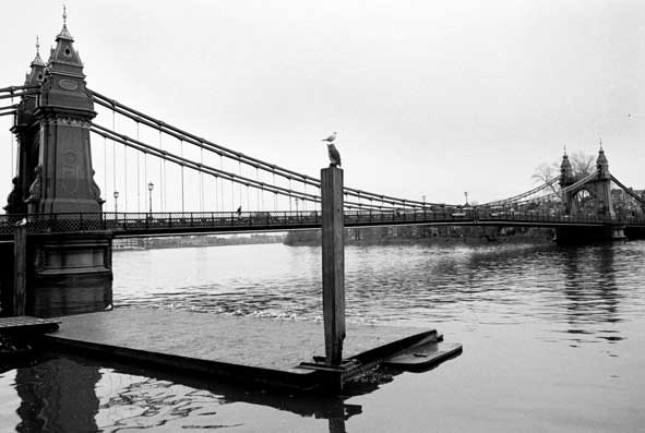 Hammersmith Bridge Photo