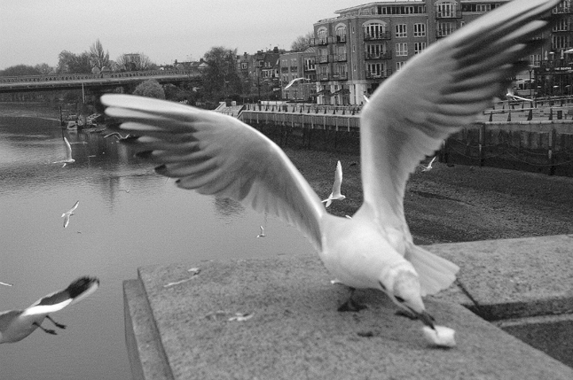 Putney Bridge Photos
